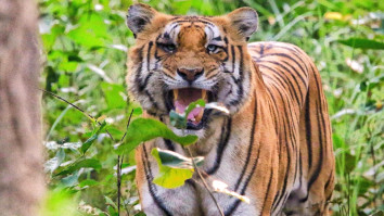 Tigers in Nepal: Conservation Efforts and Habitat Protection